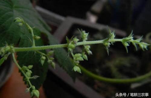 农村耕地上的害草,晒干后能卖3元1斤,聪明的