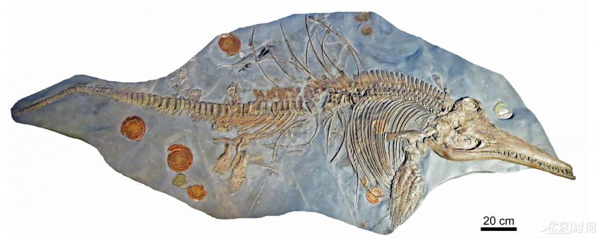 新西兰大鱼龙化石图片