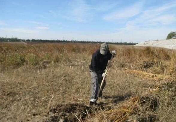 2018年粮补下发,标准出台,5类人无缘领取,农民