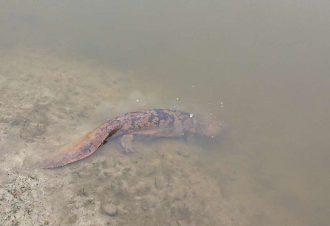 夫妻晚上总听见婴儿哭 原是它藏下水道(组图)