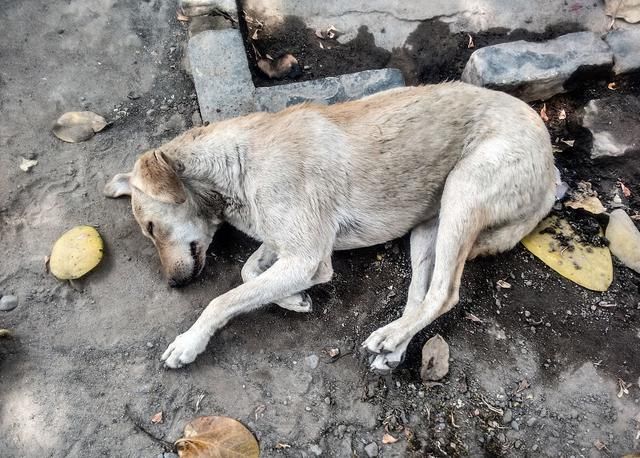 这是一只可怜的土狗,因为它是土狗,没有人愿意养它,它只好到处流浪.