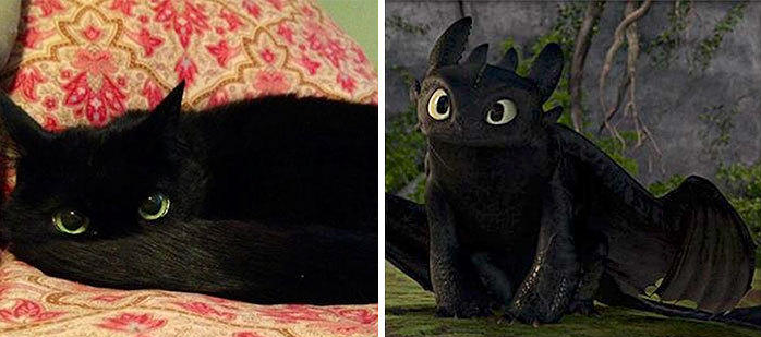 这只喵星人像不像《驯龙高手》中可爱的没牙仔？