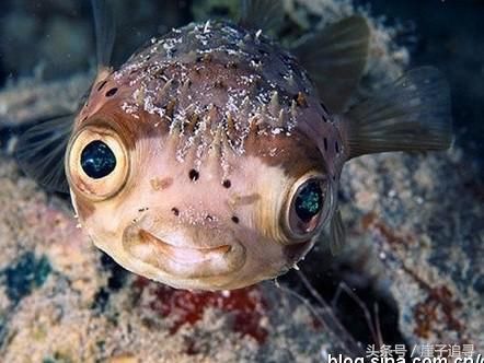 深海1万米巨型生物