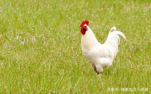 世界上这10个国家的图腾,法国的是大公鸡,中国