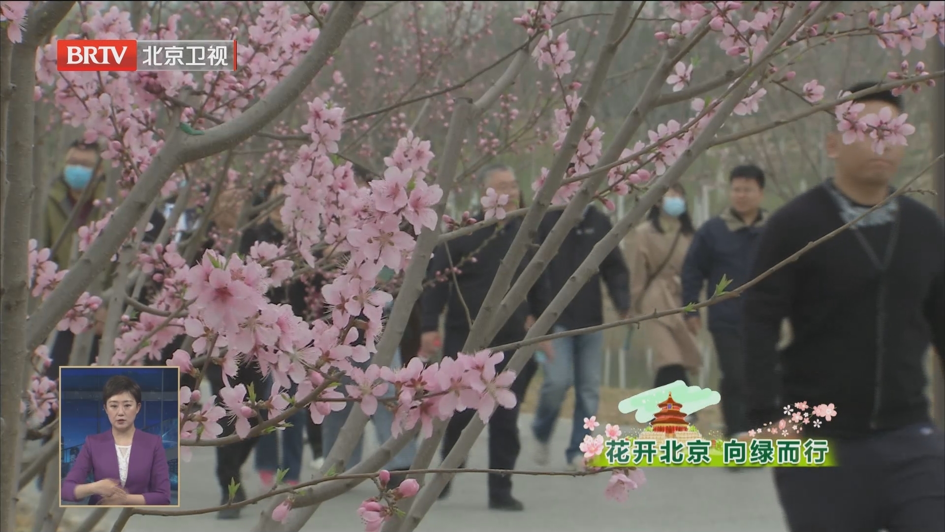 花开北京 向绿而行丨北京城市副中心启动大规模春季义务植树