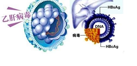协和肝病医院专家解疑乙肝表面抗体和核心抗体