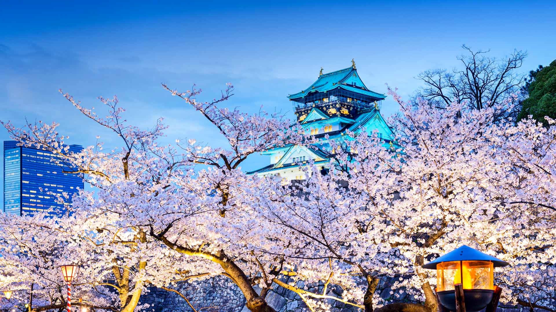 满树烂漫的日本樱花美景壁纸,散步在街道显得