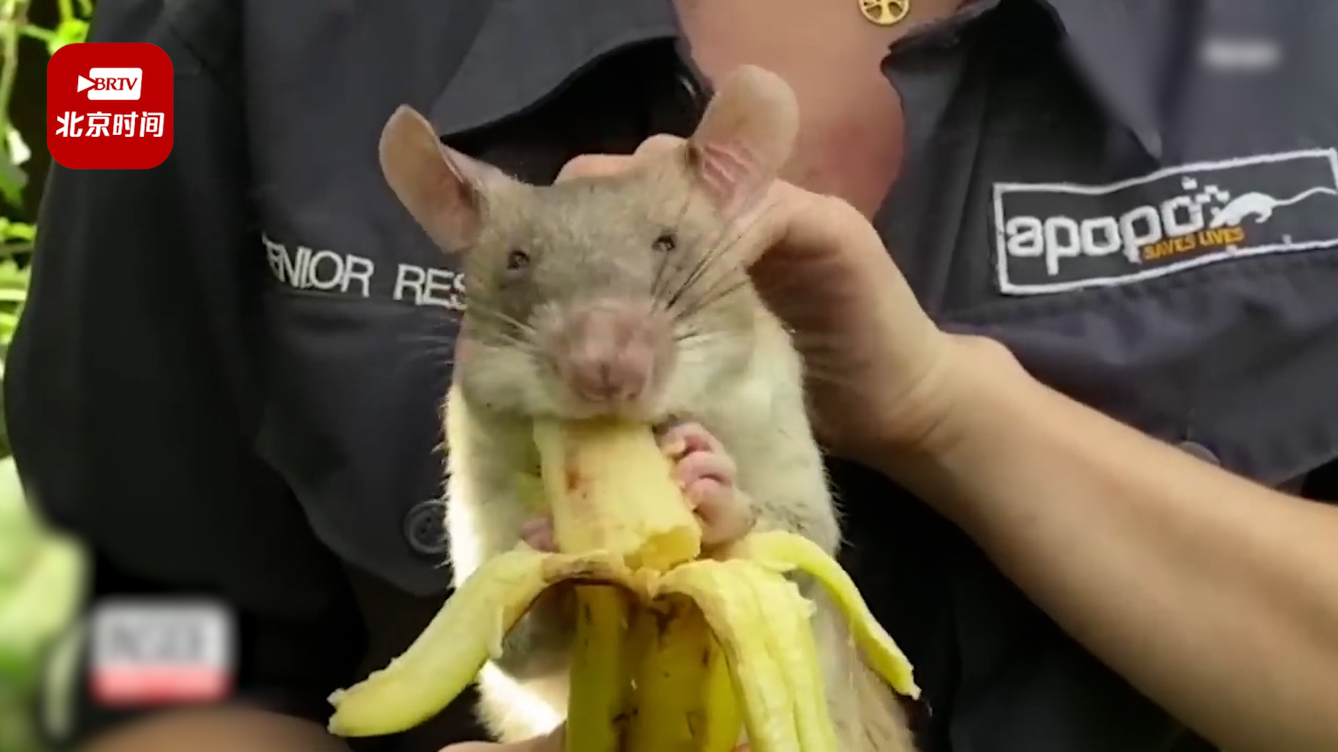 比利时科学家训练老鼠进废墟搜救地震幸存者 比利时科学家训练老鼠进废墟搜救地震幸存者