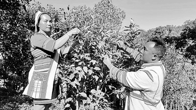 云南亚诺寨以茶兴业、以茶富民