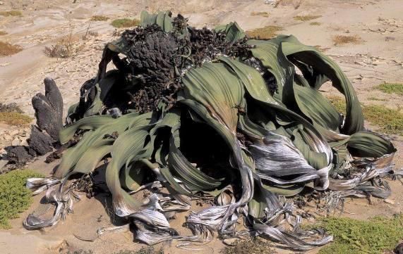 这种植物盆栽,一般人都没见过,无论养多少年都不会落叶!