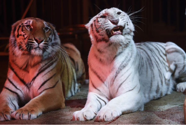 马戏团老虎失控吓坏观众!咬住女驯兽员的腿不松口