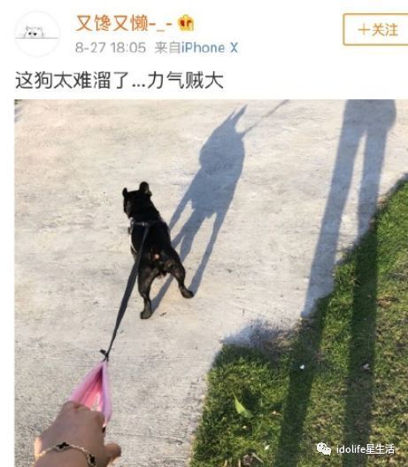更何况，引起事发的网红狗，早就三番五次扑过人...

养狗的主人没有这样的安全意识，路人有自己的防范意识，却反过来遭到毒打和辱骂?

这位网红，到底哪里来的勇气这么嚣张...