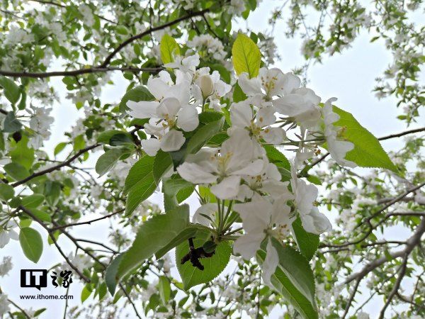 OPPO R15 3-HDR拍照功能专项评测:逆光的美