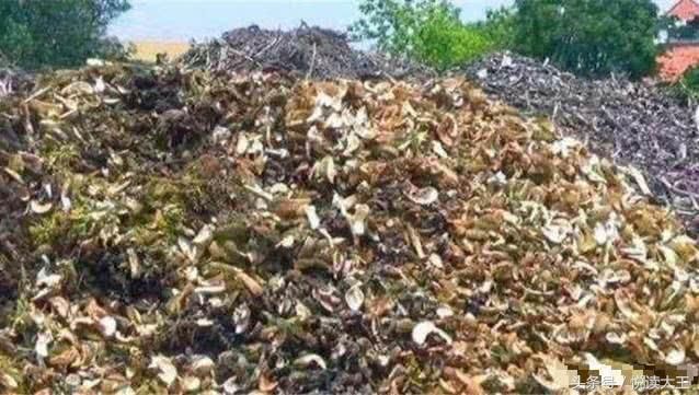 马来西亚9块榴莲任吃,中国旅客吃到店家暂停营