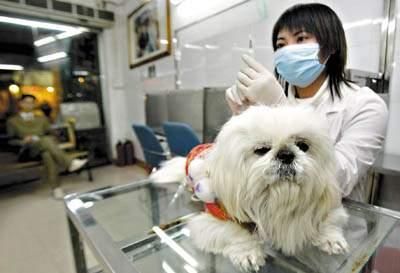 流感大爆发 宠物也中招?!还好不传染主人