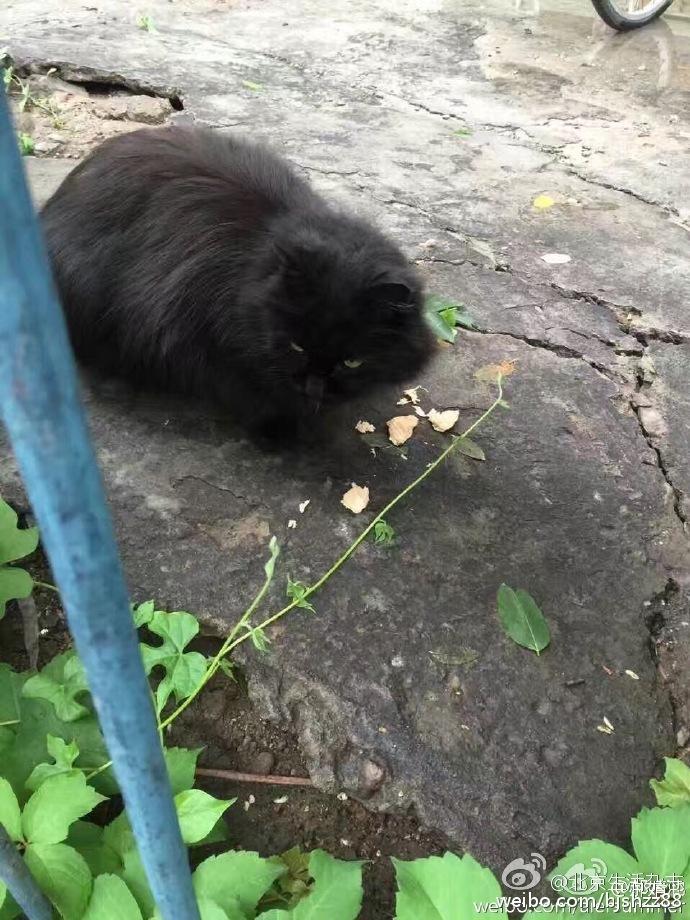 网友爆料称，前门东大街8号楼一只生活在这里八年多的流浪猫遭租户虐杀。爆料称“小黑”是一只温顺可爱、漂亮的小猫，已做绝育。