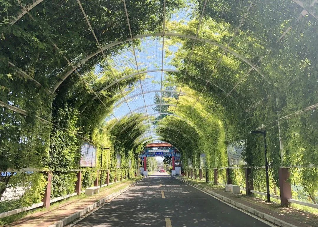 (资料图)顺马石观光园,千鲤湖观赏园,豆腐制作观赏园,骆驼奶集乐采集