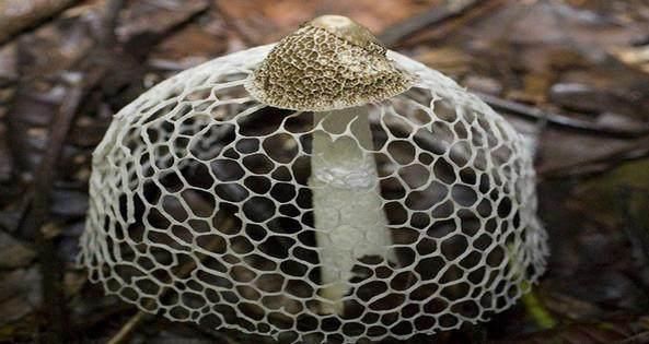 哇,很漂亮的蘑菇 它的状有点像网状干白蛇皮,它有军绿色的菌帽,雪白色