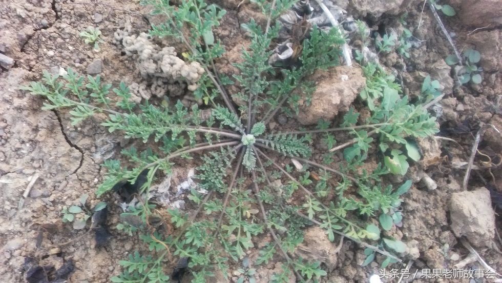 注意这些野果野菜:有的能吃,有的不行,不能乱吃