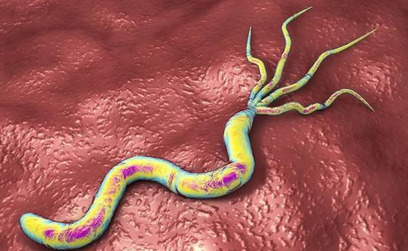 动物双歧杆菌是幽门螺杆菌的死敌,可直接扼杀并预防肠胃感染癌变