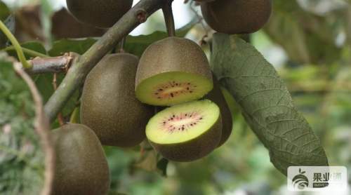 【果园绿肥】猕猴桃的绿色生态种植,果园生草