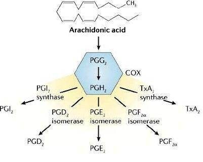 女人没有前列腺 却被前列腺素折磨得很惨