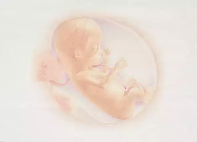 怀孕1-10月胎儿生长发育图,看看胎宝宝可爱模