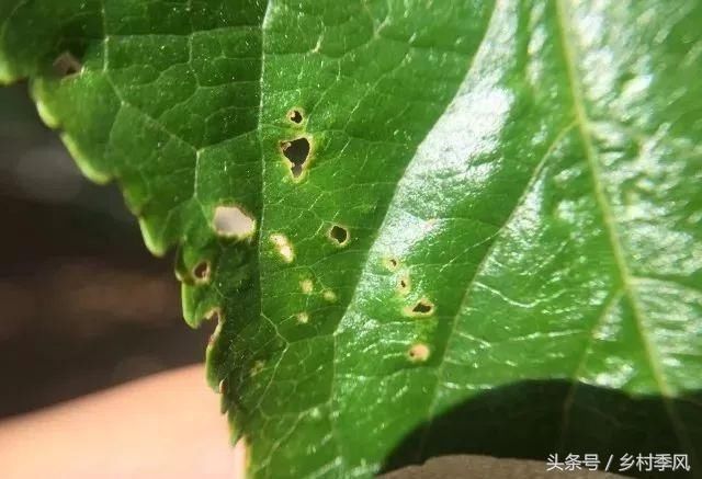 甜樱桃细菌性穿孔病的发生与防治