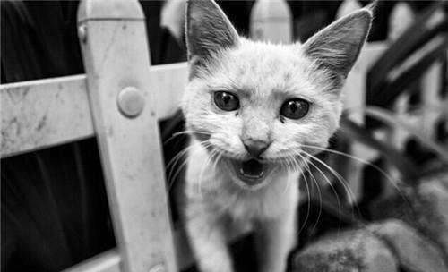 患狂犬病的猫有哪些症状表现