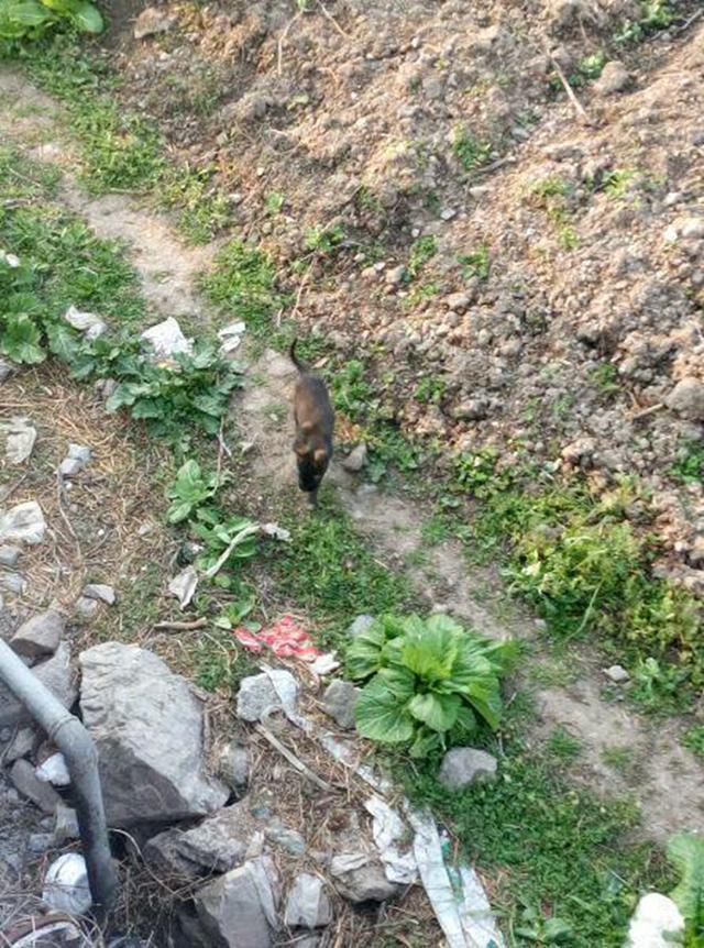 小奶狗饿到缩成一团,在死去的妈妈怀里喝奶,画