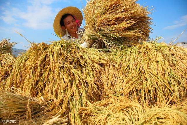 今日粮食价格:大豆价格渐稳,玉米价格看涨,水稻