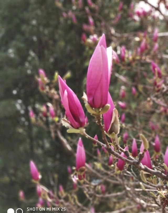 雷军用小米MIX 2S拍照,网友评论瞬间沸腾