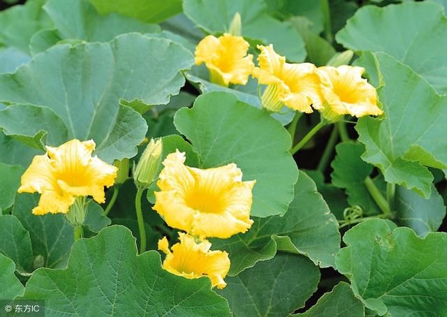 它比南瓜的其他部分含有的营养成分要高的多,而且它还是整个南瓜植株