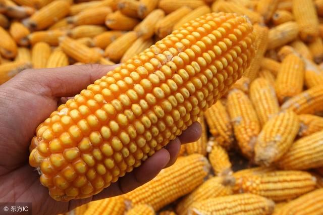 2017年末,全国玉米收购价格上涨,不知道农民朋