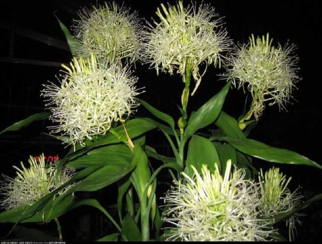 大妈把富贵竹养到开花!她是怎么做到的?