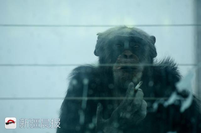 黑猩猩加库戒烟15年没成功,没女朋友“抽的不是烟是寂寞” 黑猩猩加库戒烟15年没成功,没女朋友“抽的不是烟是寂寞”