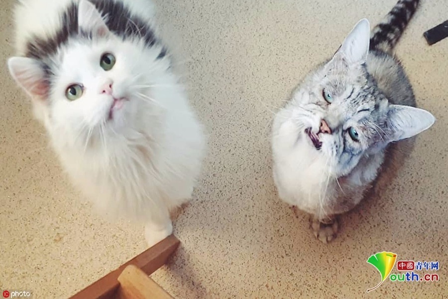 幸运的是，Toby 和它的喵星小伙伴Quinton被遗弃后，好心人Chris Lardner 和 Georgina Price将它们从英国防止虐待动物协会的动物之家带回了家，给予它们最温暖的爱。