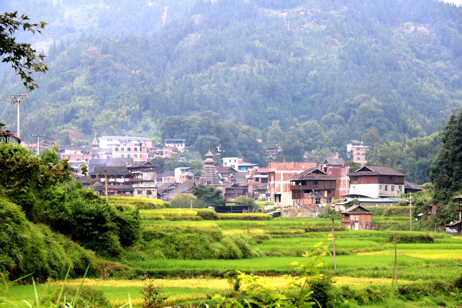 贵州从江：金黄稻田扮靓侗寨