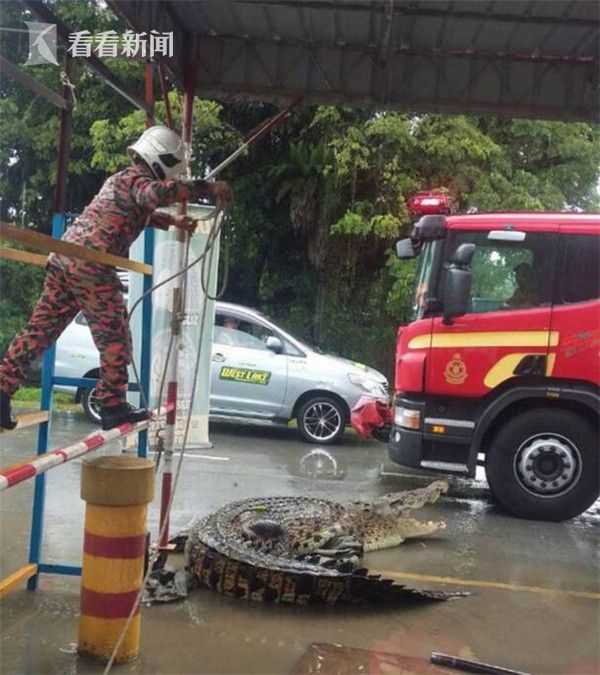 出于本能反应，鳄鱼使出了臭名昭著的“死亡翻滚”，然而这凶狠的一招却让绕在它嘴边的绳子越缠越紧。