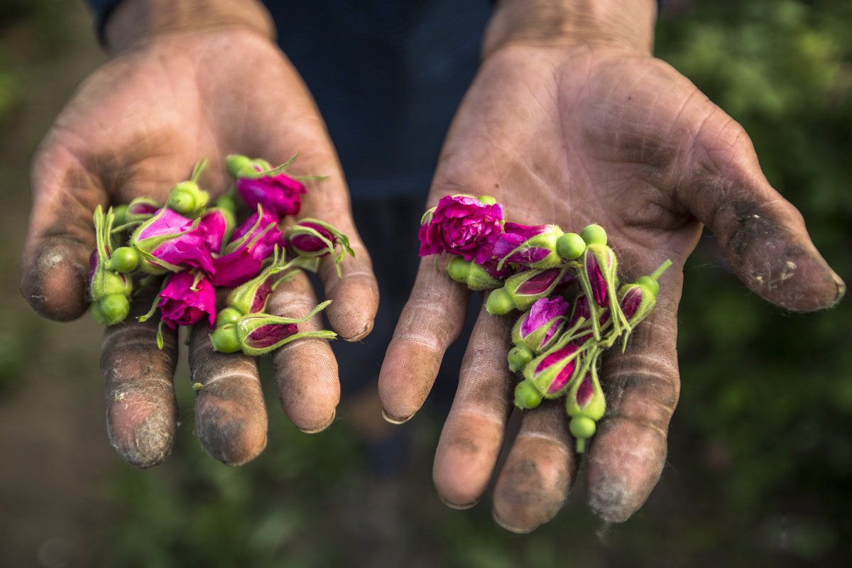 玫瑰花有很多刺,加之含糖量高,所以一天采摘下来很辛苦,刘宗兰的手