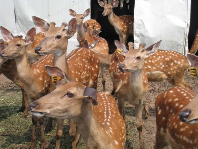 安阳农村高价彩礼:娶妻要50万 小伙创业养殖梅