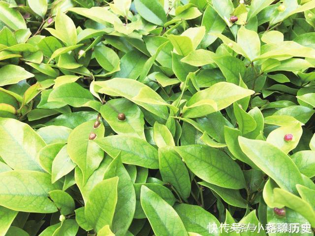 古代没有卫生纸,古人上完厕所后用什么擦屁股