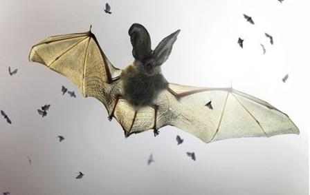 蚊子存在的意义是什么? 如果蚊子灭绝了人也会