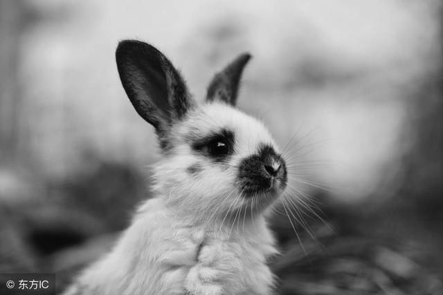 手机号末尾是这五个数的大金兔,出门平安,四