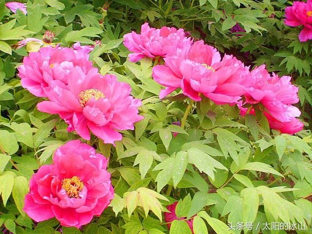 牡丹花的象征意义?原来有如此般的爱情、幸福