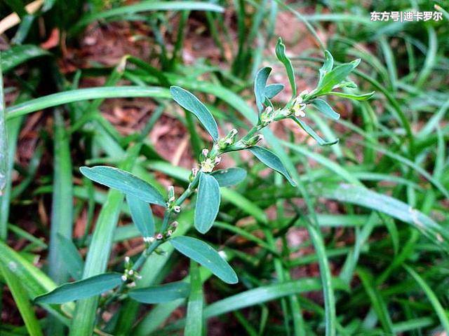 这种草在农村很常见,生于田野路旁,能治拉稀,肾