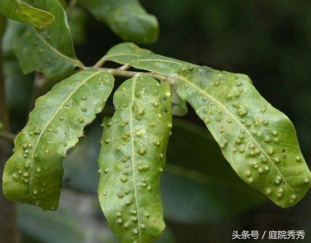 谣传多菌灵致癌,花友不要害怕,跟我认真了解它