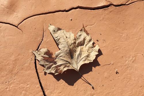 最适合秋季吃的10种润燥食物,快来看看有你的