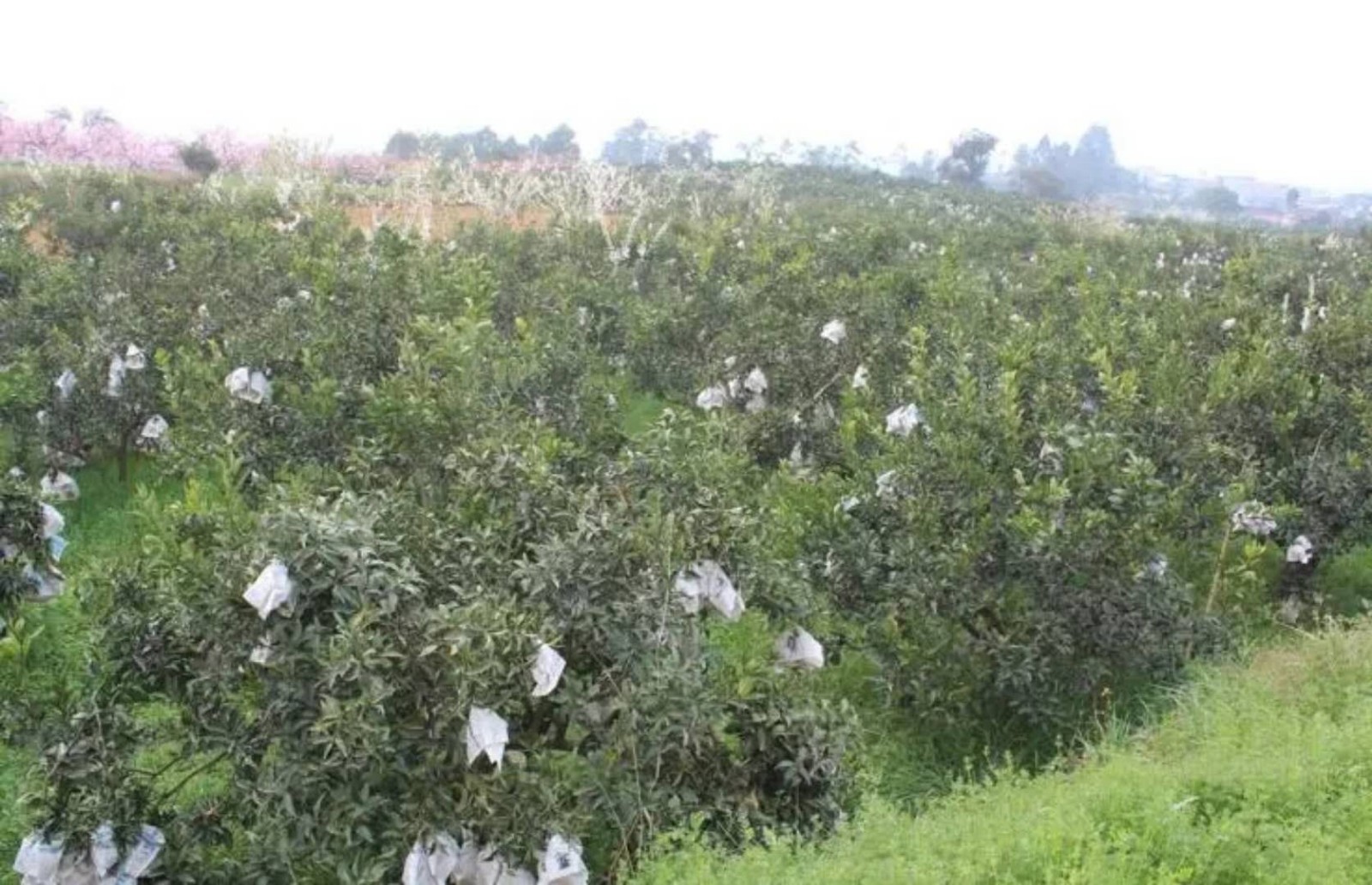 丹棱:实施乡村振兴战略 打造六有新乡村