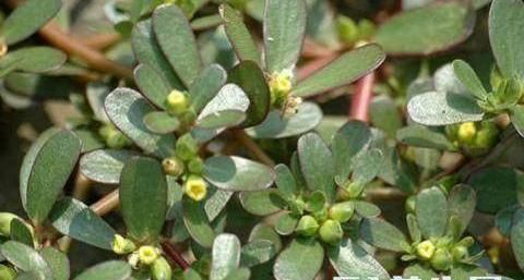 什么中药泡水喝能祛湿?